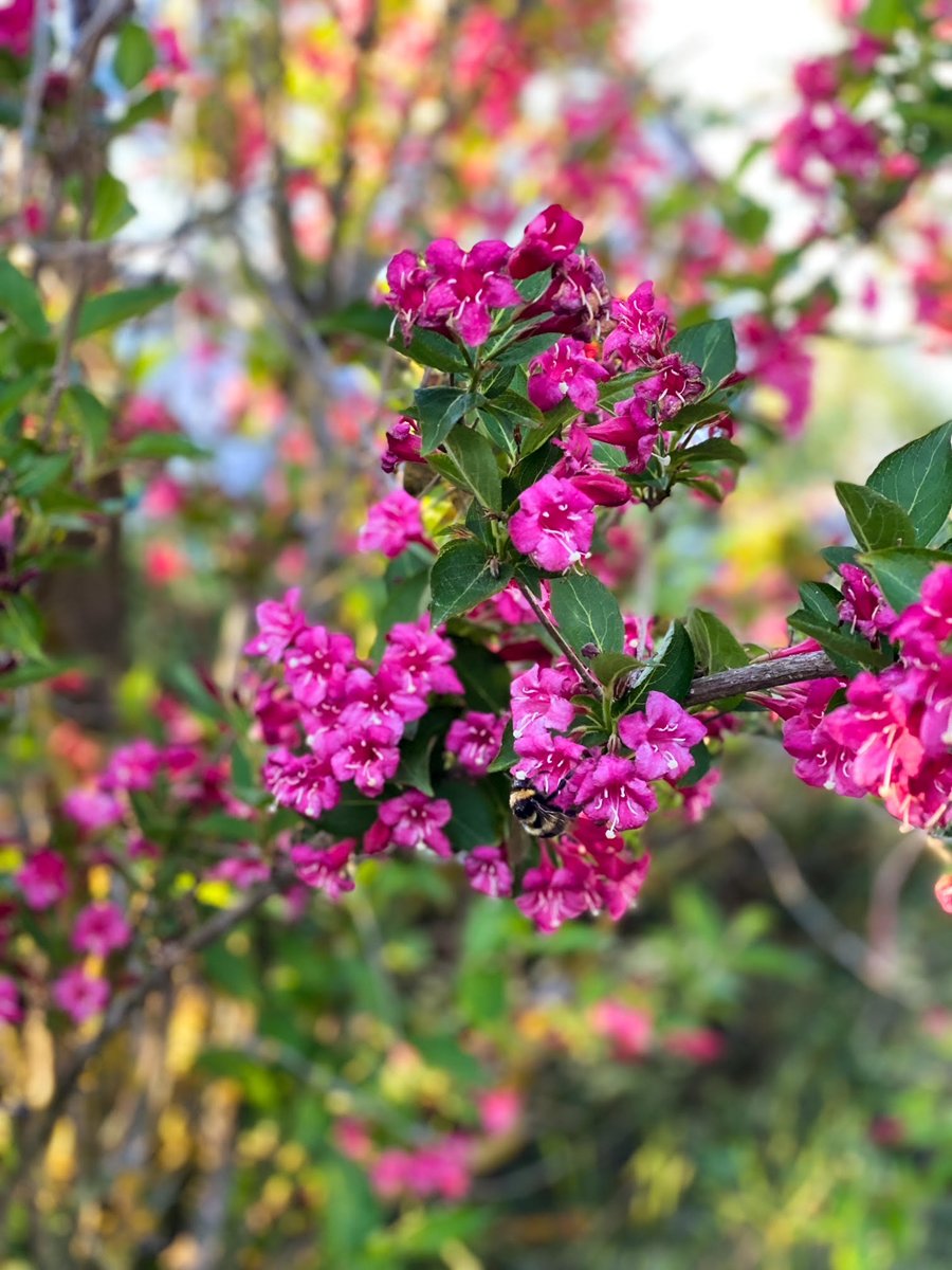 Collection_florale