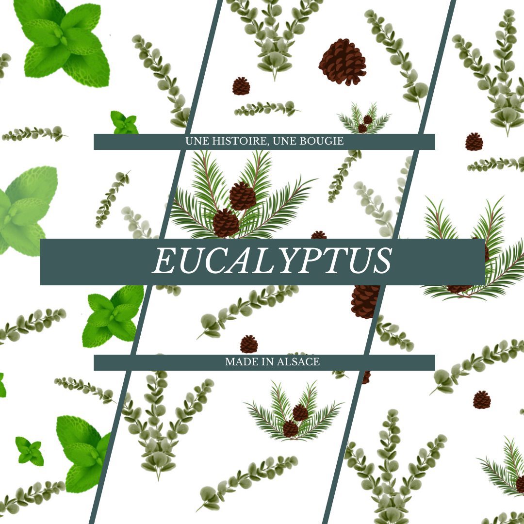 Bougie - Eucalyptus